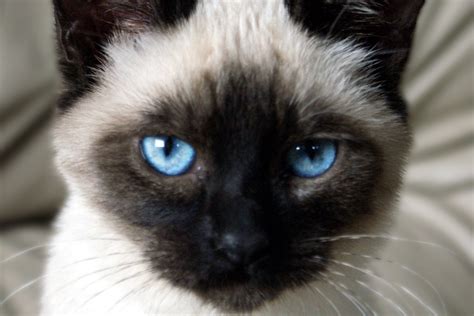 siamese cat breeders in michigan